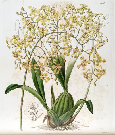 Oncidium deltoideum door Miss Drake